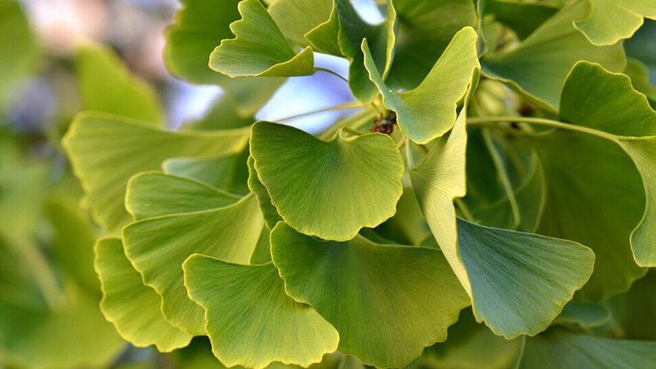 Ginkgo biloba dans Insunol