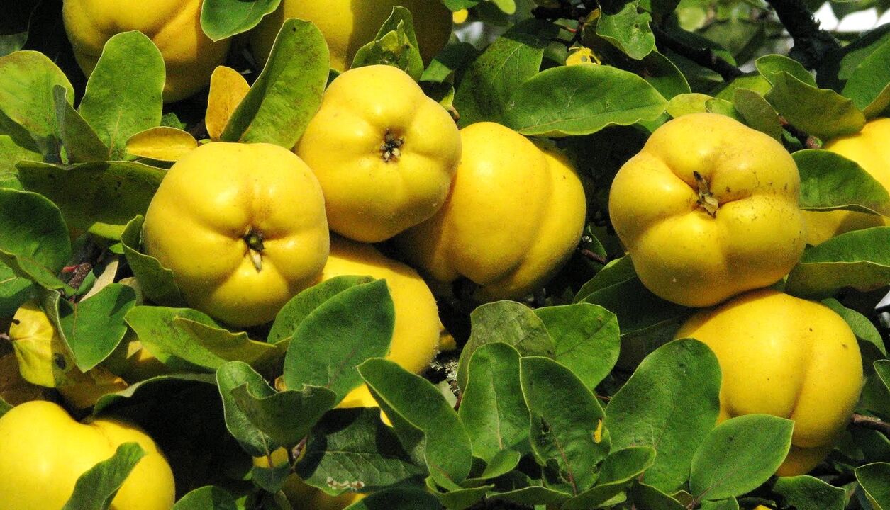 Les feuilles de coing sont utilisées en thérapie populaire du diabète